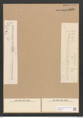 Nitzschia insignis var. mediterranea Grun. (de-Toni-Nr.: Genus 47, Species 2074) Zeichnungen Sammlung Grunow Nr. 4098 (NHMW-BOT-W0371953)